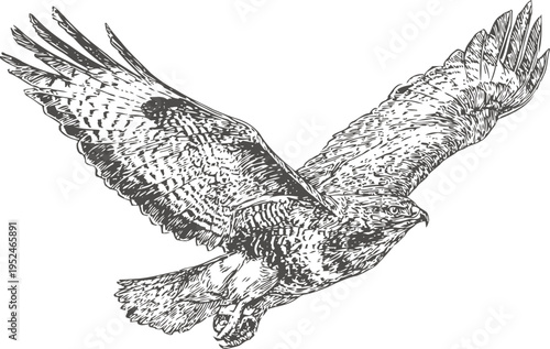 Detailed black and white illustration of a flying hawk with outstretched wings and focused gaze