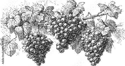 Vintage illustration of ripe grape clusters hanging on vine with detailed leaves and stems