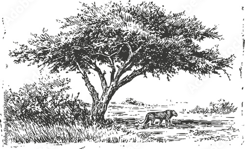 Leopard walking near acacia tree in savanna landscape wild animal in natural habitat illustration