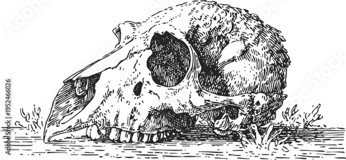 Detailed illustration of a bird skull lying on the ground with surrounding grass and dirt