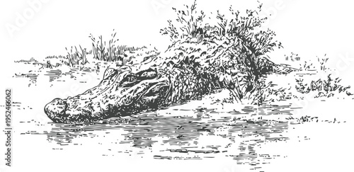 Alligator resting in water with vegetation on its back, detailed black and white wildlife illustration