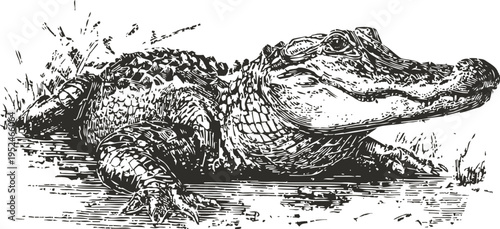 American alligator lying on muddy water bank with detailed scales and textured skin