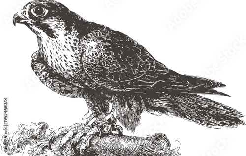detailed vintage illustration of a falcon perched on a branch with intense gaze