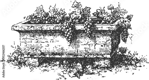 Vintage wooden planter box overflowing with grapevine leaves and ripe grape clusters