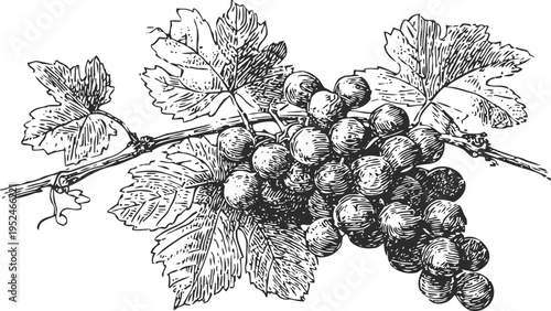 Vintage grapevine illustration with bunch of grapes and textured leaves drawing