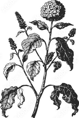 Vintage botanical drawing of flowering plant with detailed leaves and clustered round blooms