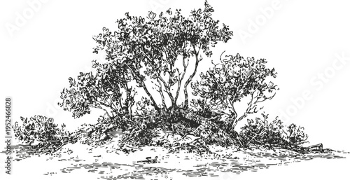 Black and white hand drawn sketch of a small bushy tree cluster with detailed leaves and branches