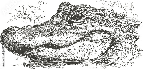 detailed alligator head sketch close up reptile face illustration, textured skin and eye focus
