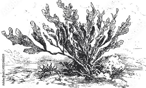 various types of seaweed illustration marine algae underwater vegetation ocean natural plants drawing