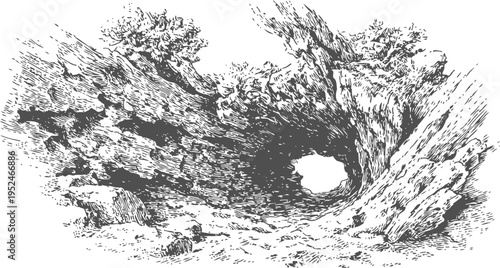 Ancient hollow tree trunk detailed line art illustration, natural wood structure with bark texture