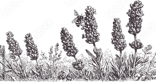 Lavender flowers blooming with bees hand drawn botanical illustration of fragrant herb garden