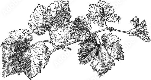 Detailed botanical illustration of grapevine branch with leaves and tendrils in vintage