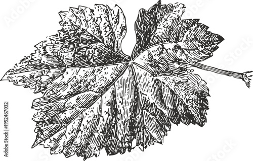 Detailed vintage illustration of grapevine leaf with stem and textured veins