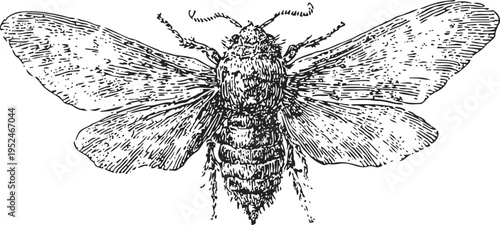 Detailed vintage engraving of a cicada insect with open wings and textured body