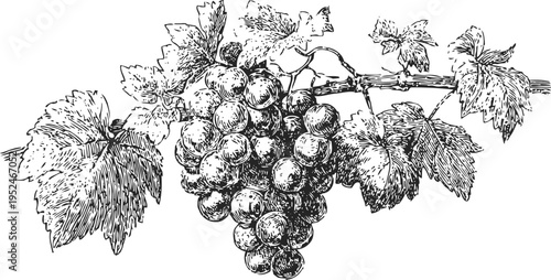 Detailed vintage black and white illustration of grape cluster with vine leaves and tendrils