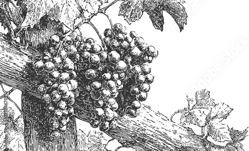 Detailed vintage illustration of grape clusters hanging on vine with leaves and wooden support