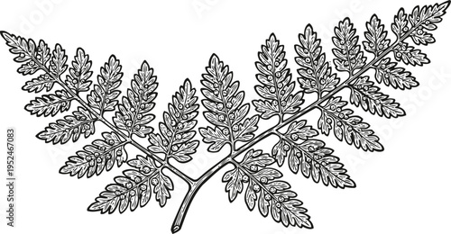 Detailed black and white illustration of a fern branch with multiple fronds and intricate leaf patterns