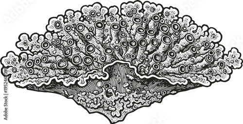 Black and white illustration of coral reef with detailed texture and intricate patterns, marine ocean life design