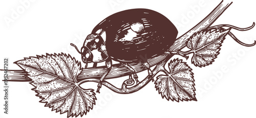 ladybug on grapevine branch with detailed leaves vintage insect illustration, nature sketch