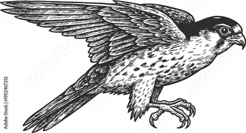 Detailed black and white falcon illustration with extended wings, sharp claws, and focused gaze in mid flight