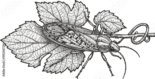 Detailed vintage illustration of cricket insect resting on vine leaves with curled tendril