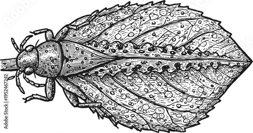 Detailed black and white engraving of insect with leaf like wings resting on a branch