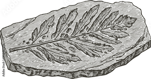 fossilized leaf imprint on sedimentary rock slab, detailed natural history illustration