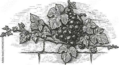 Vintage grapevine illustration with ripe grape cluster and leaves on brick wall background