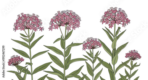 Canvas Print Delicate pink wildflowers with green leaves on white background, botanical illus
