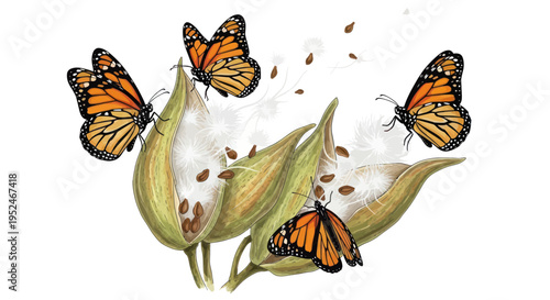 Monarch Butterflies on Milkweed Pods, Seed Dispersal, Nature Illustration