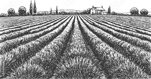 Lavender field rows leading to countryside house with trees rural landscape drawing, farming and agriculture