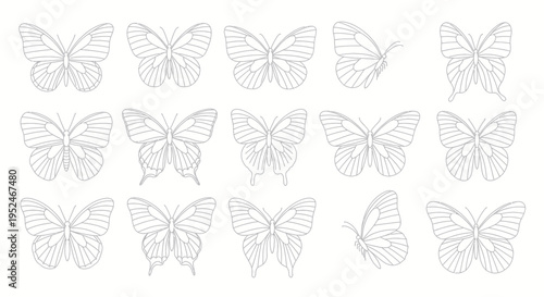 Set of Butterfly Silhouettes, Outline Drawings, Vector Graphics