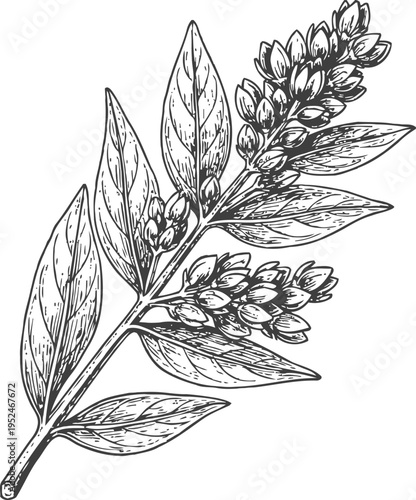Detailed hand drawn botanical illustration of flowering plant branch with leaves and buds