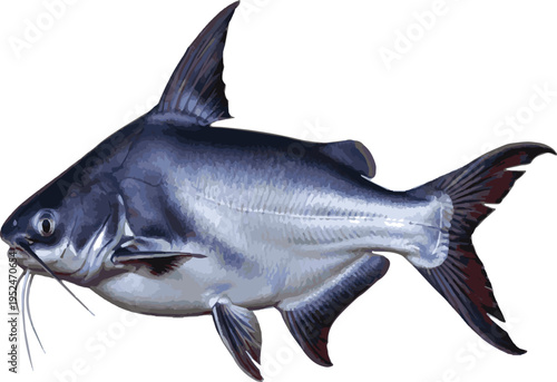 Catfish Illustration with Long Whiskers Isolated on White Background Keywords: catfish, fish, freshwater fish, aquatic