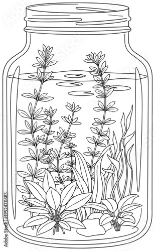 Clean simple line drawing of freshwater aquarium plants in glass jar