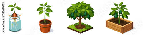 Stages of avocado plant growth from seed to mature tree in isometric view