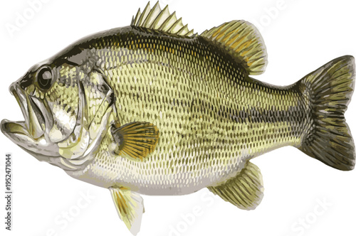 Largemouth Bass Fish Illustration Isolated on White Background Keywords: largemouth bass, fish, freshwater fish, bass