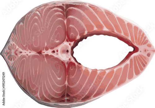 Raw Salmon Fish Steak with Pink Flesh and Marbling on White Background uncooked