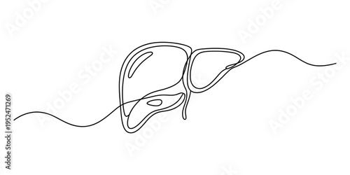 Continuous line drawing of a human liver organ isolated on a white background for medical use.
