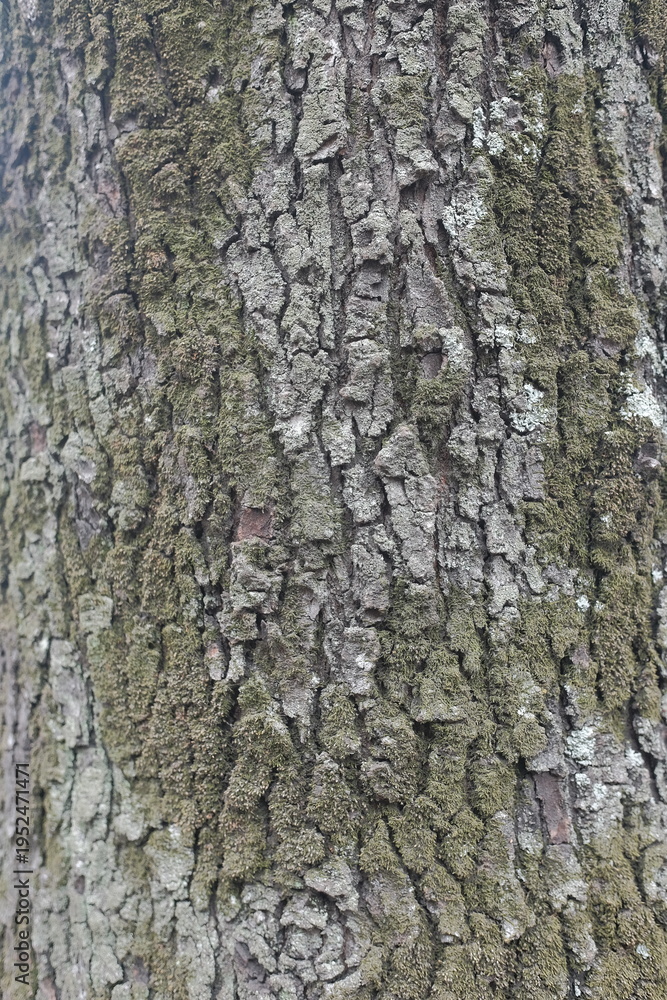Obraz premium Tree bark texture with green moss and lichen