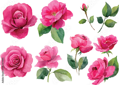 Watercolor Rose Flower Elements and Greenery Set