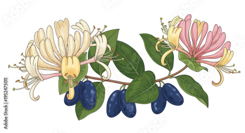 Honeysuckle Flowers and Berries Branch