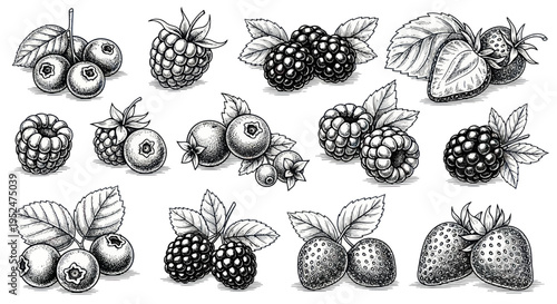 Hand-drawn collection of fresh berries: strawberries, blueberries, raspberries, blackberries
