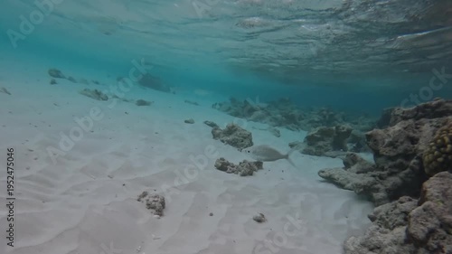Silver Biddy Fish Swimming Over Sandy Seabed Maldives Underwater Scene