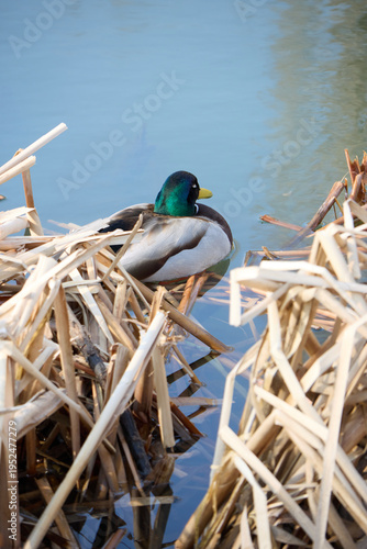A picturesque moment captures a male mallard duck peacefully resting among dry reeds in a serene pond, highlighted by its striking green head and bright yellow bill.