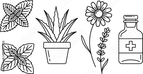 Medicinal Herbs and Healing Plants Line Icons Set Botanical Natural Medicine Collection