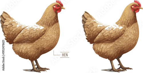 Realistic hen chicken vector illustration with detailed feathers, farm animal design and domestic poultry graphic isolated on background