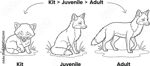 Fox Life Cycle Illustration Showing Kit, Juvenile, and Adult Stages for Wildlife Education, Animal Development, and Nature Study Vector Diagram