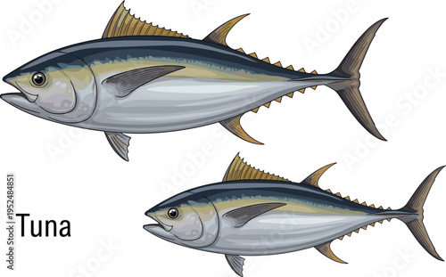 Realistic Tuna Fish Illustration Set with Detailed Marine Seafood Species for Fishing Industry, Ocean Wildlife, and Seafood Market Vector Design