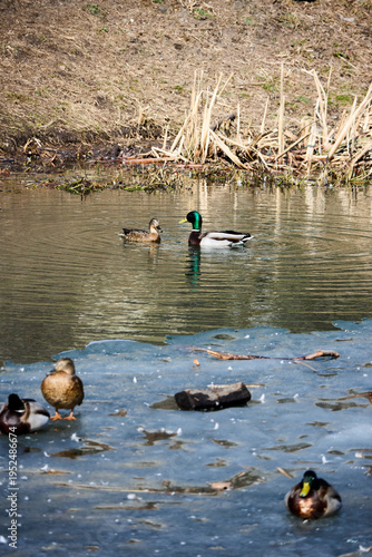 A delightful view of mallard ducks swimming and resting on a serene, partially frozen pond, with drakes and hens, complemented by the textures of dry grass and sunlight reflection.